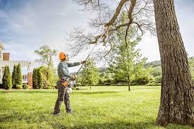 Professional Tree Removal in Beavercreek, OH